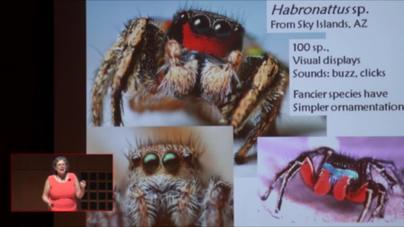 A Romance With Spiders 50 Shades Of Arachnids Cornellcast