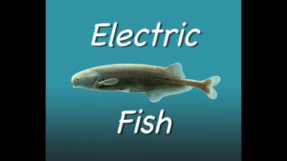 Electric Fish - Cornell Video