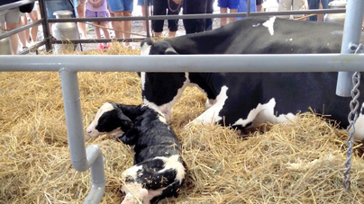 Cornell veterinarians assist in calf birth at state fair - CornellCast