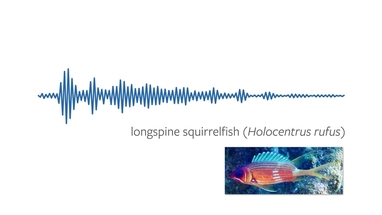 Yes, Fish Can Communicate Acoustically