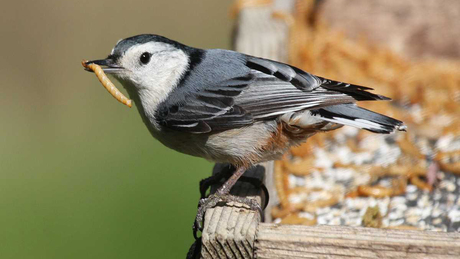 Technology Sends Project Feederwatch Soaring At 30 Cornell Chronicle