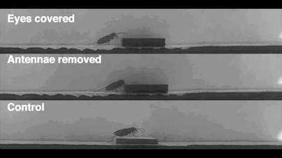 Speedy beetles use antennae to 'see' - CornellCast
