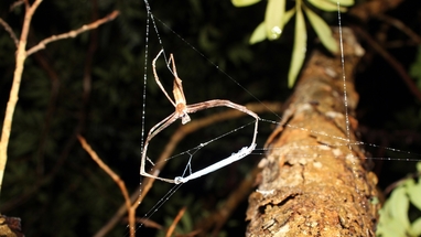 How Ultra-Sensitive Hearing Allows Spiders to Cast a Net on Unsuspecting  Prey, Science