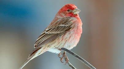 Audio Feature The Early History Of Project Feederwatch Cornellcast