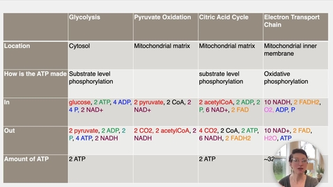 Thumbnail for Ch 24 VII - Lactic Acid Fermentation