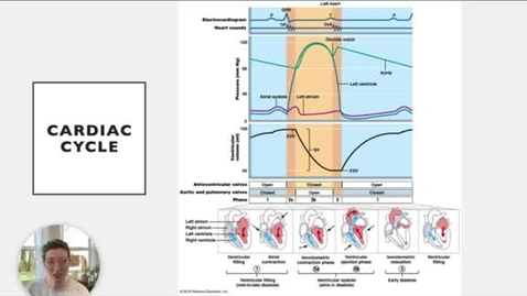 Thumbnail for entry Ch 18 VI - Cardiac Cycle Diagram