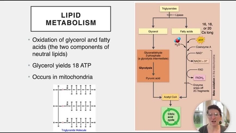 Thumbnail for entry Ch 24 IX - Lipid Metabolism