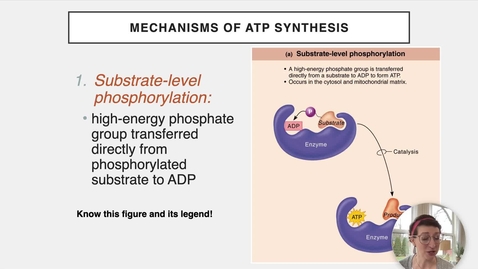 Thumbnail for Ch 24 III - ATP Synthesis