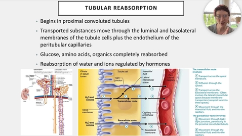 Thumbnail for entry Ch 25 V - Tubular Reabsorption