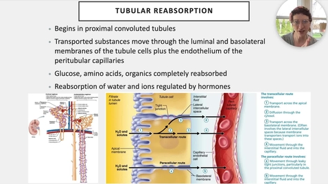 Thumbnail for Ch 25 V - Tubular Reabsorption