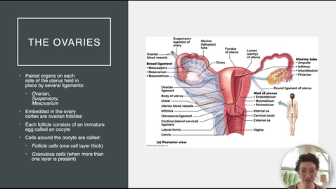 Thumbnail for Ch 27 VII - Ovaries