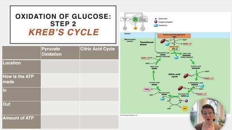 Thumbnail for entry Ch 24 V - Pyruvate Oxidation and Krebs Cycle