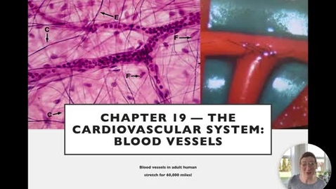 Thumbnail for Ch 19 I - BV Anatomy