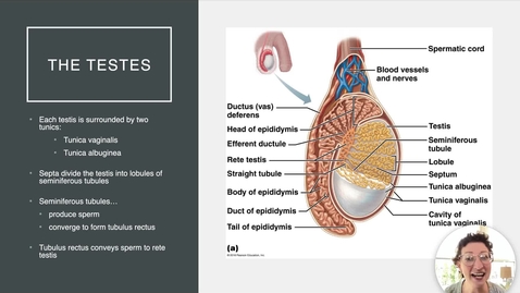 Thumbnail for Ch 27 II - Testes and Ductus Deferens