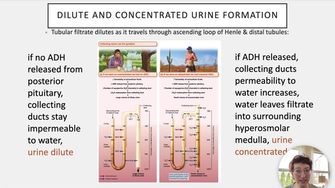 Thumbnail for entry Ch 25 VIII - Dilute Urine Formation