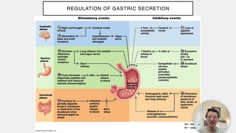 Thumbnail for Ch 23 VI - Regulation of Gastric Secretion