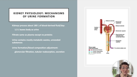 Thumbnail for Ch 25 III - Glomerular Filtration