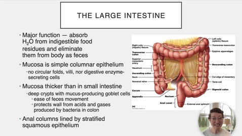 Thumbnail for entry Ch 23 XII - The Large Intestine