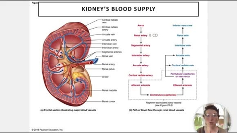 Thumbnail for Ch 25 II - Nephrons