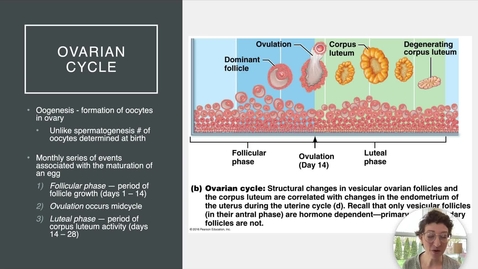 Thumbnail for Ch 27 X - Ovarian and Uterine Cycles