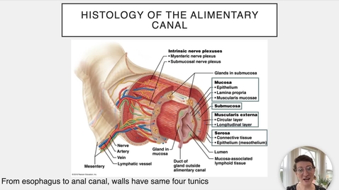 Thumbnail for entry Ch 23 II - Histology of the Digestive Tract