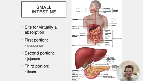 Thumbnail for Ch 23 VIII - Small Intestine