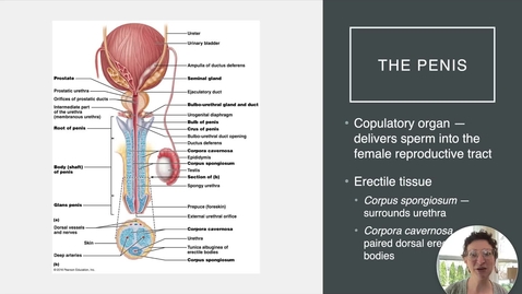 Thumbnail for entry Ch 27 III - The Penis and Semen