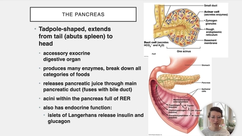 Thumbnail for Ch 23 X - The Pancreas