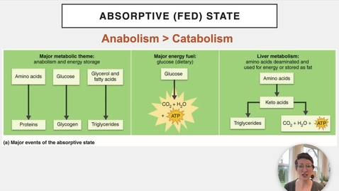 Thumbnail for Ch 24 XI - Absorptive State