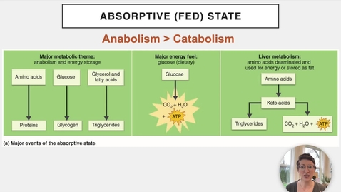 Thumbnail for entry Ch 24 XI - Absorptive State