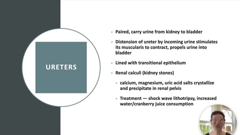 Thumbnail for Ch 25 IX - Ureters, Bladder, and Urethra