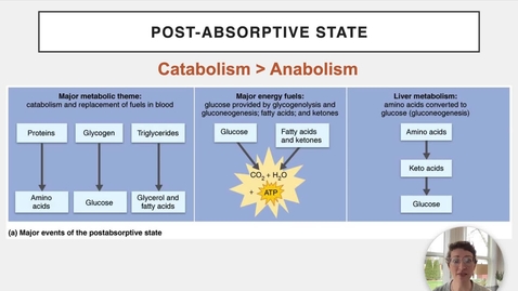 Thumbnail for Ch 24 XII - Post-Absorptive State