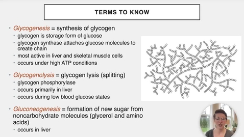 Thumbnail for Ch 24 VIII - Glycogenesis and Glycogenolysis