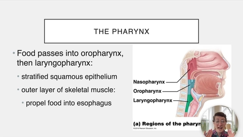 Thumbnail for Ch 23 IV - Larynx and Esophagus