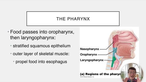 Thumbnail for entry Ch 23 IV - Larynx and Esophagus