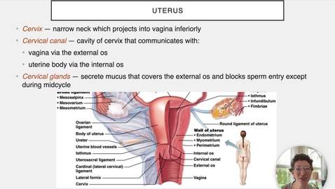 Thumbnail for Ch 27 IX - The Cervix and Vagina