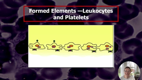 Thumbnail for Blood V - Leukocytes