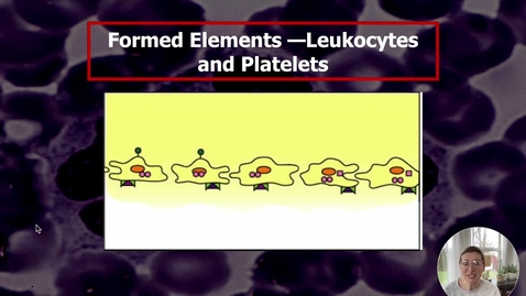 Thumbnail for entry Blood V - Leukocytes