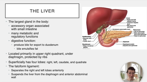Thumbnail for Ch 23 IX - Liver and Gallbladder