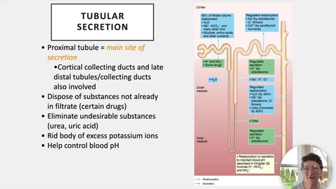 Thumbnail for Ch 25 VI - Tubular Secretion