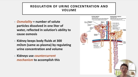 Thumbnail for Ch 25 VII - Medullary Osmotic Gradient