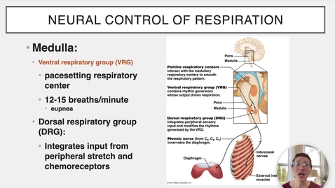 Thumbnail for entry Ch 22 XII - Regulation of Respiration