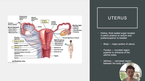 Thumbnail for entry Ch 27 VIII - The Uterus