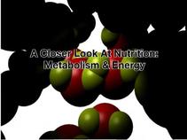 A Closer Look At Nutrition Metabolism And Energy Worksheet Answers – Runners High Nutrition