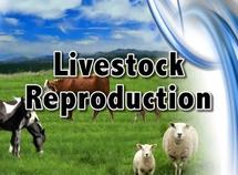 Livestock Production Icev Online Cte Curriculum