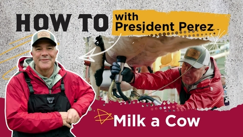 Thumbnail for entry HOW TO MILK A COW