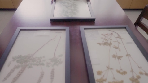 Thumbnail for Herbarium - Chico Statements
