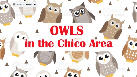Thumbnail for entry Owls in the Chico Area