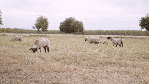 Thumbnail for Patton Family Sheep Unit Dedication - Highlights