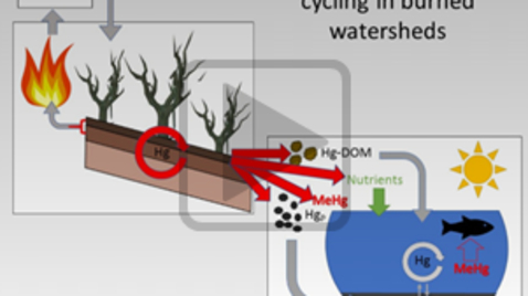 Thumbnail for entry Wildfire, Mining, Mercury, and Fish:  How climate change and historical resource extraction may put neurotoxins on your dinner plate